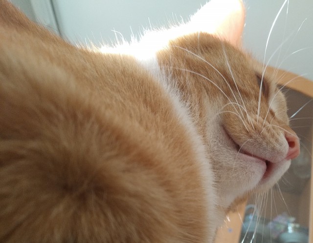 Котовторник 27.11.2018