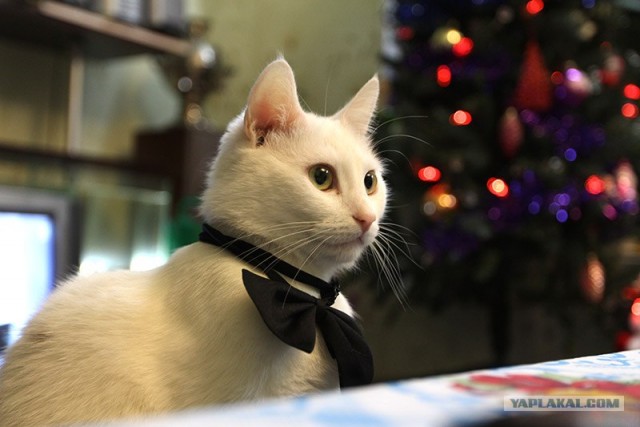 Первый КОТОВТОРНИК 2012