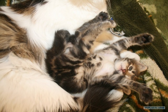 Котовторник 17 января