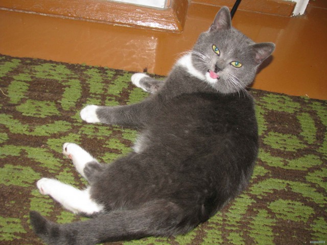 Котовторник (07.02.2012)