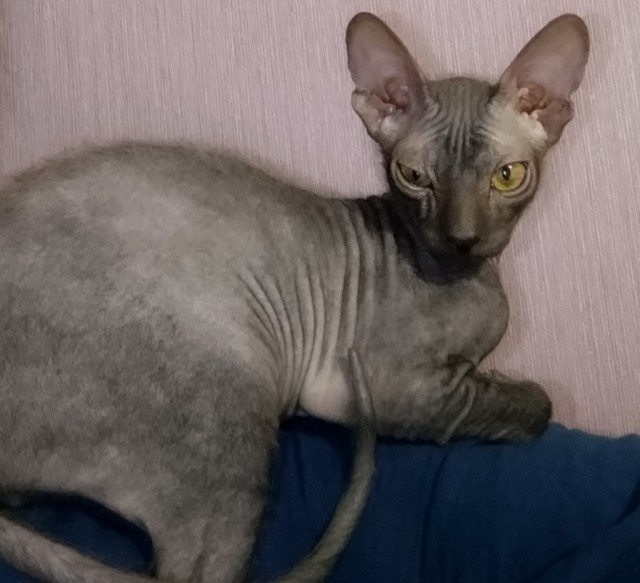 Котовторник 18.12.2018