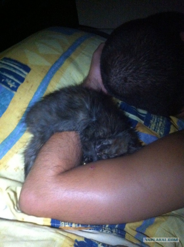 Котовторник 03 07 2012