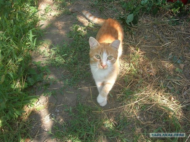 Котовторник  28.08.12
