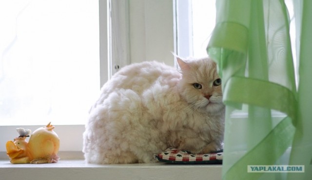 Котонянька и котовторник