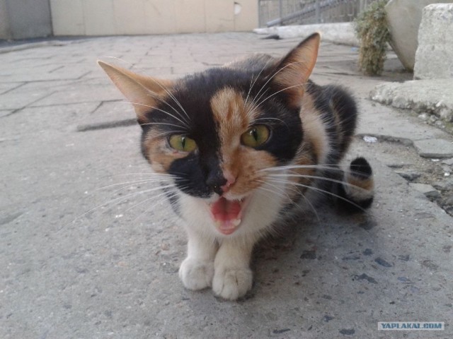 Котовторник 29.01.2013