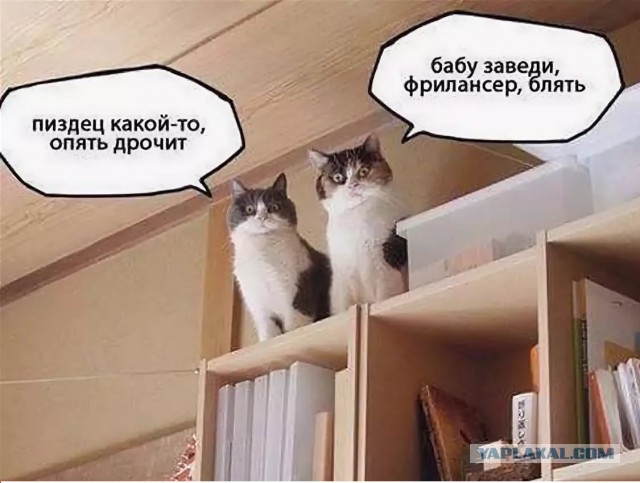 Ученый рассказал, как инопланетяне наблюдают за нами при помощи кошек