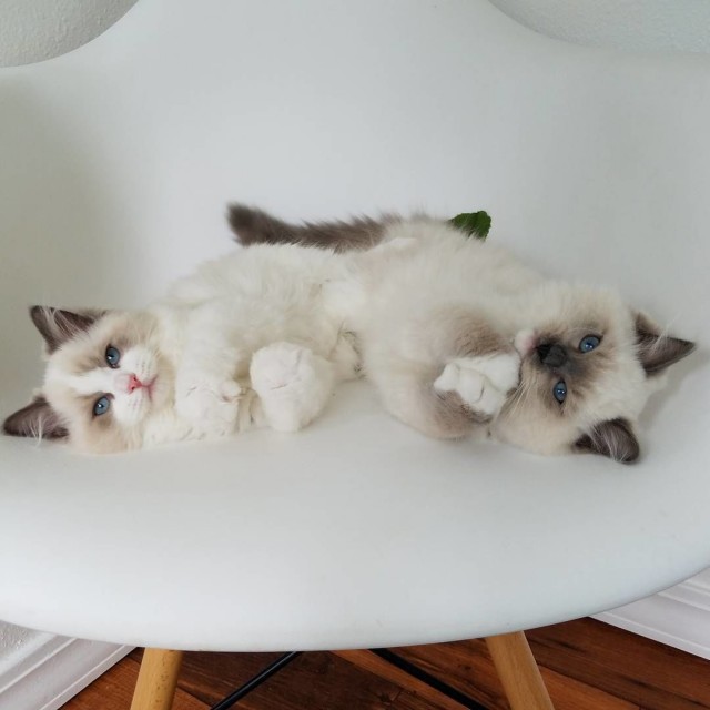 Забавные фото котеек