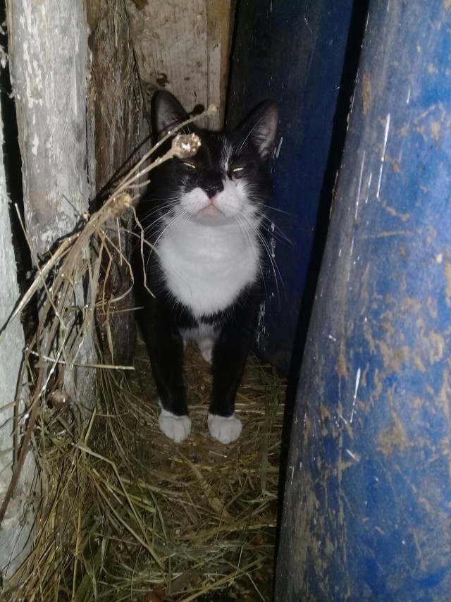 Забавные картинки с котами из сети
