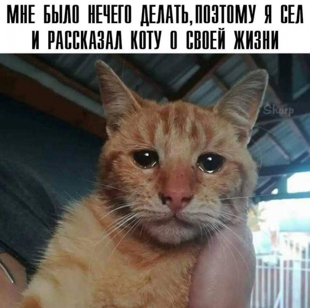 Яплакалъ развлекательный порталъ (? или !)
