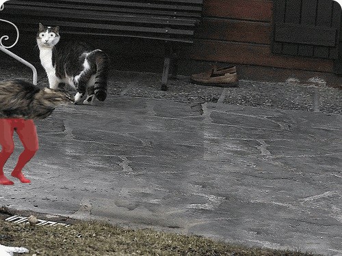 Быстрый кот