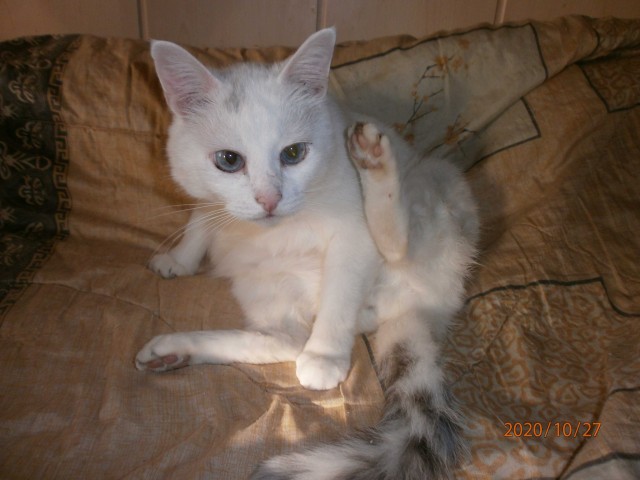 Котовторник 17.11.20