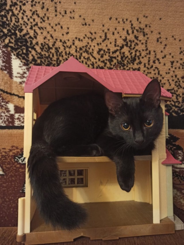 Котовторник. Мои котейки