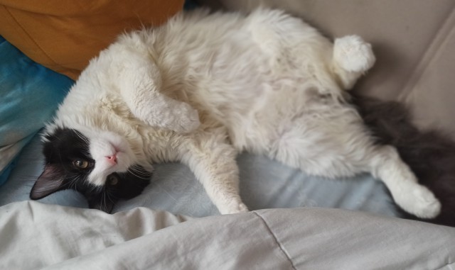 Котовторнику быть!