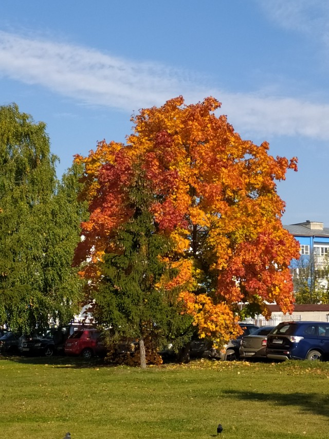 Моя мобильная фотография