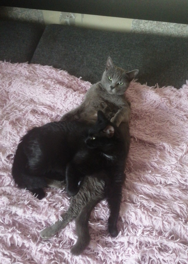 Котовторнику быть