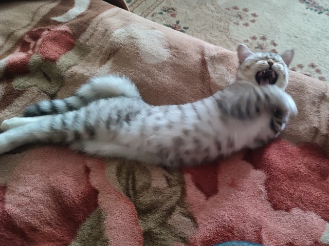 Процесс зевания котичка поэтапно: