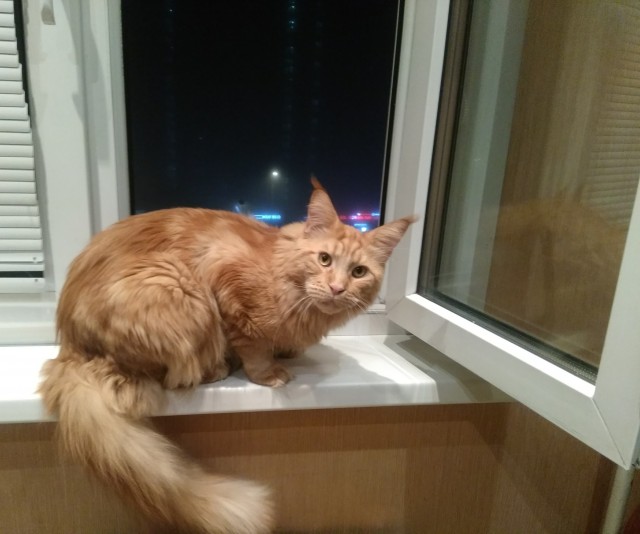 Кот Мейн-кун: царь домашних кошек!