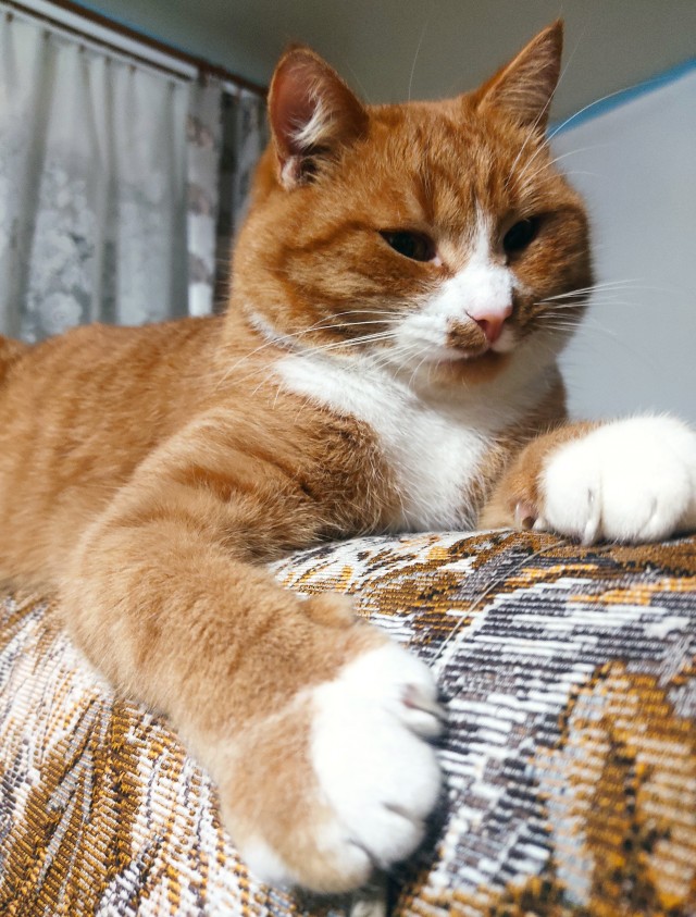 Котовторник 25.01.22