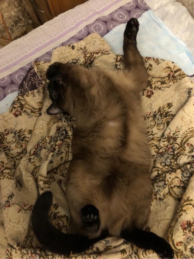 Господа и дамы ЯПа! Котовторник у нас начался! Отойдите от политоты и давайте котиков побольше!
