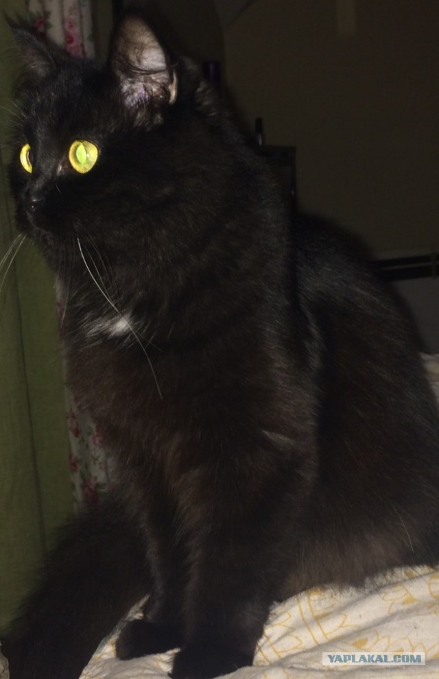 Котовторнику посвящается