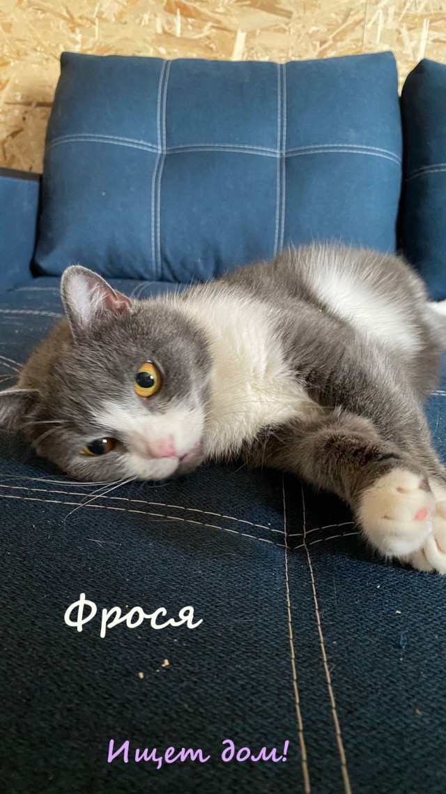 Жизнь домашнего приюта "Котоленд" 329