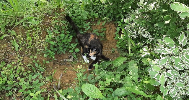 Ура! Котовторник.