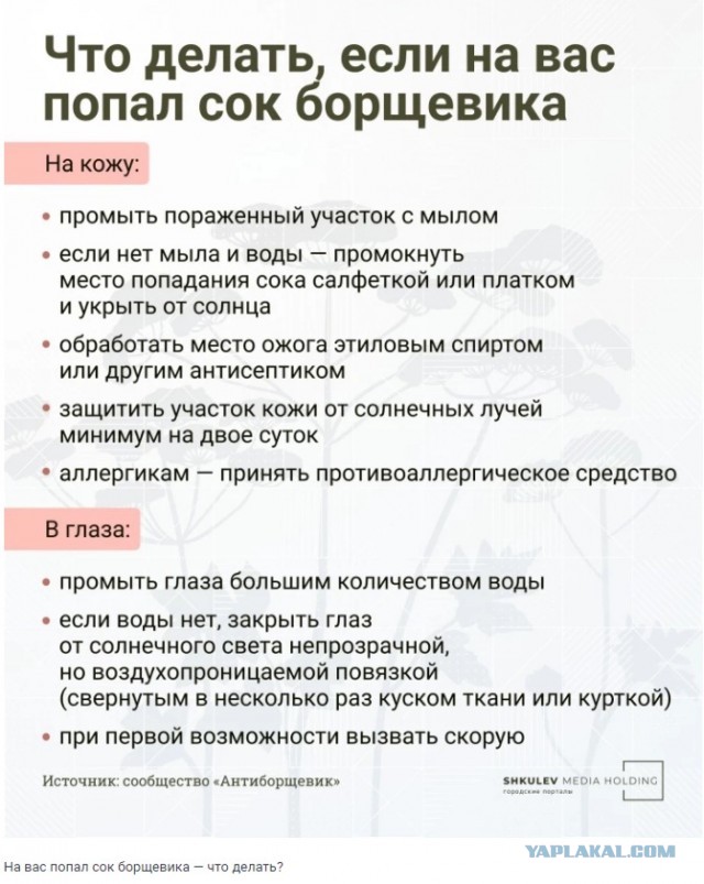 Хотели всех накормить и устроили катастрофу: как теперь избавиться от борщевика