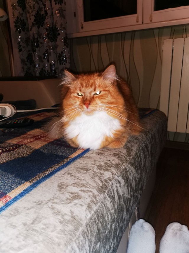 Кошачья наркомания