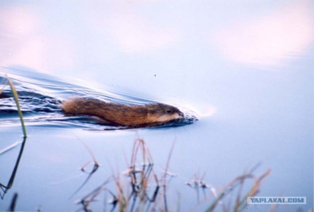 Ямал. Два времени года