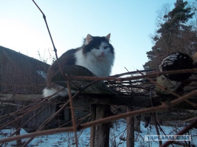 Жизнь домашнего приюта для котеек 427