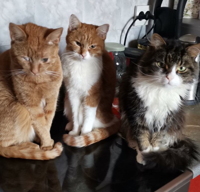 Котейку забрали из приюта