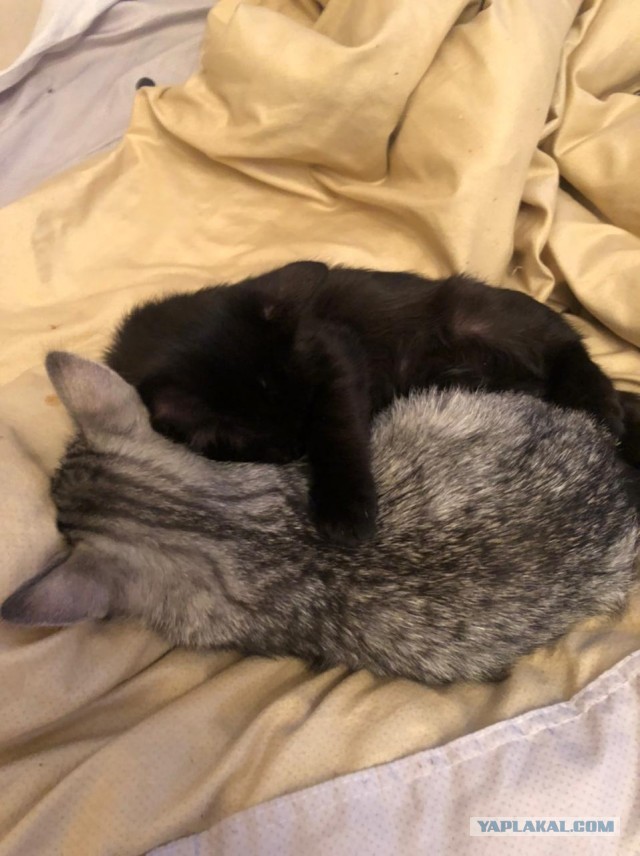 Котовторник 17.01.23