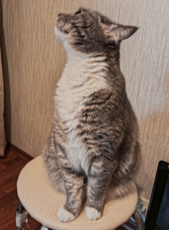 Мой кот