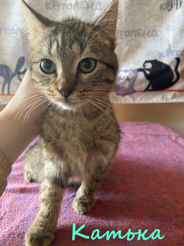 Жизнь домашнего приюта "Котоленд" 379