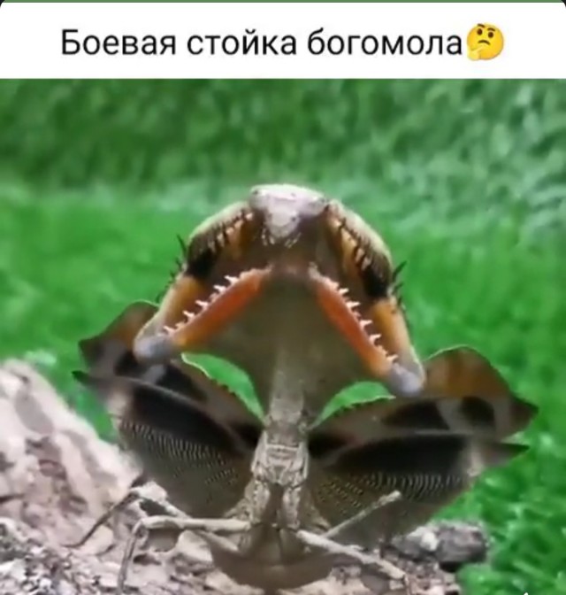 Картинки и мемы, всяко разно - 181