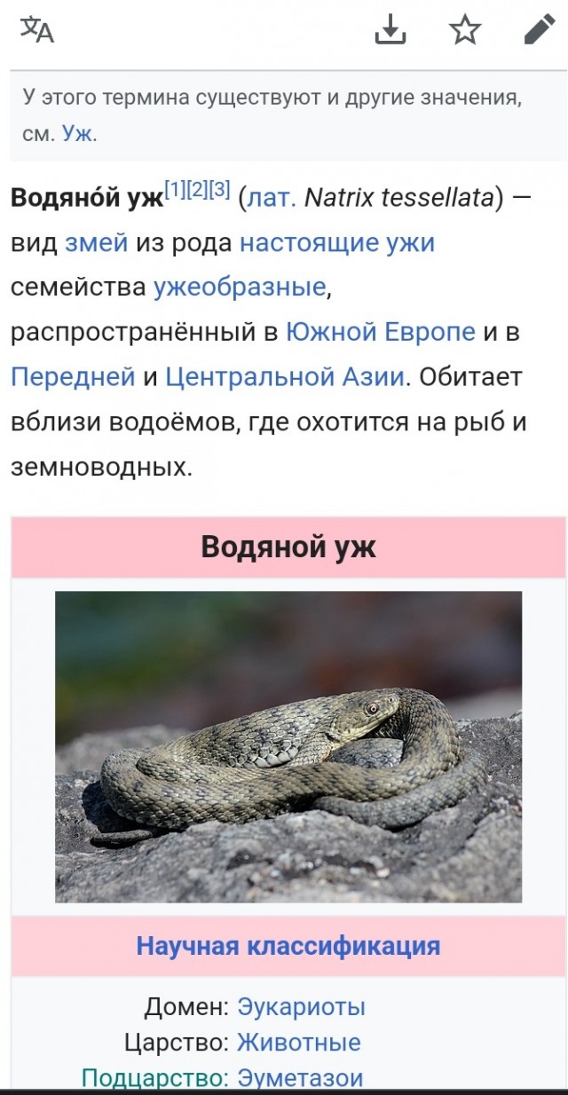 Змея заползла на территорию детского сада Новороссийска