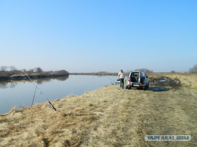 Краснопёрка (Угай дальневосточный)