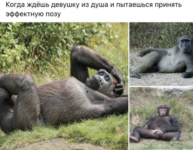 Отряд быстрого деградирования