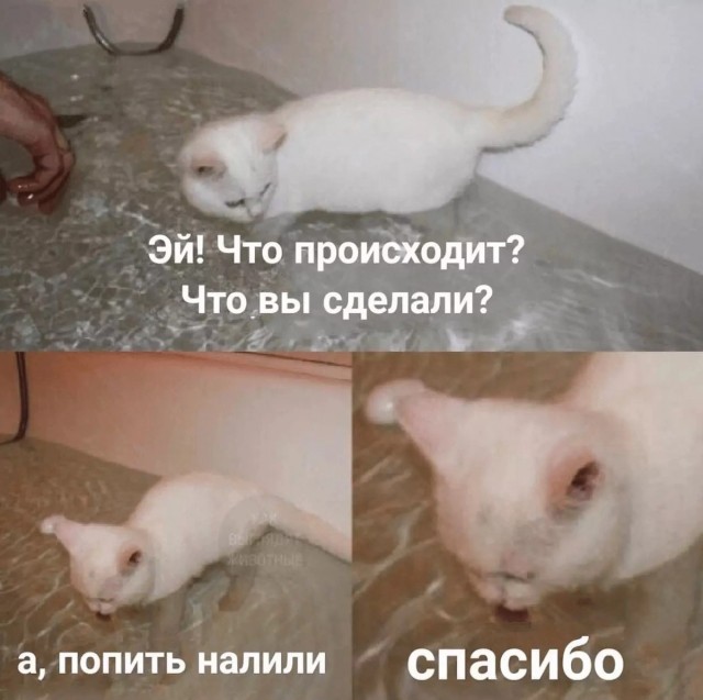 Кот и ванна