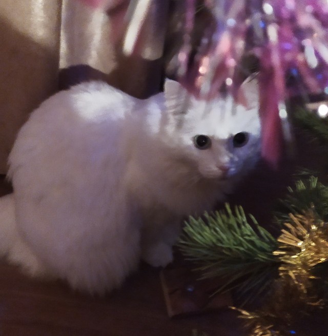 Новогодний кот