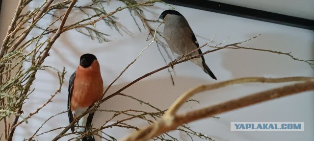 Свиристели, свиристели... пообедать прилетели!