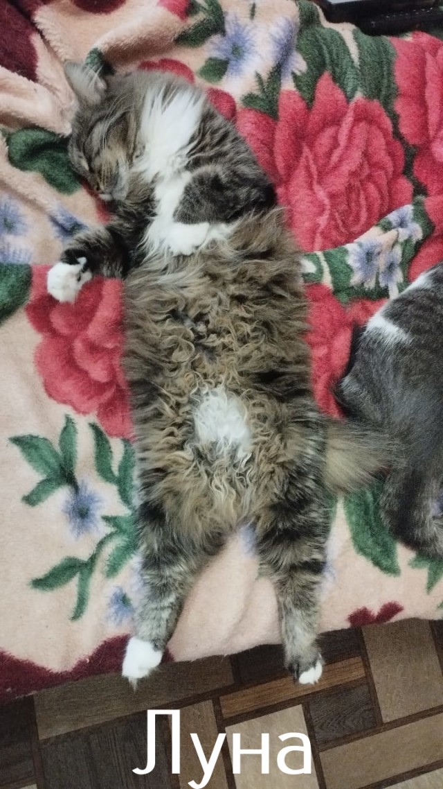Жизнь домашнего приюта "Котоленд" 445