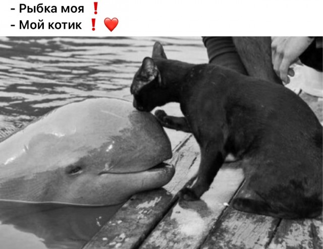 Прикольные и просто красивые картинки 28.06.2024