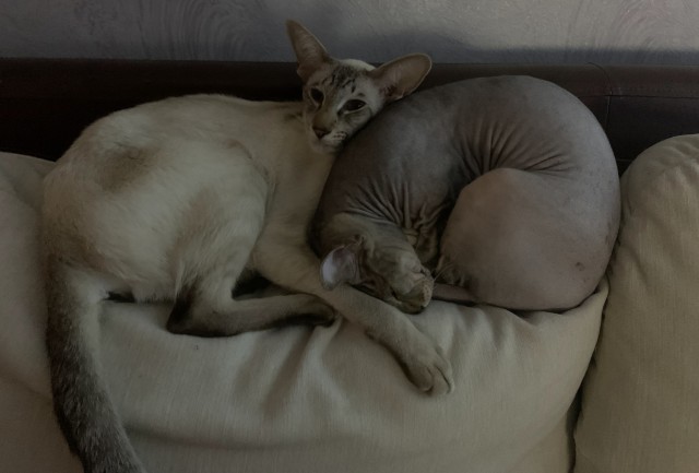 С Котовторником!