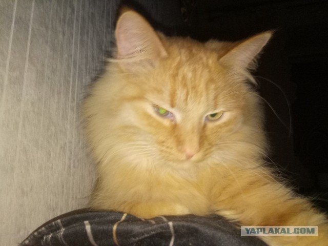 Сегодня отмечается День рыжего кота