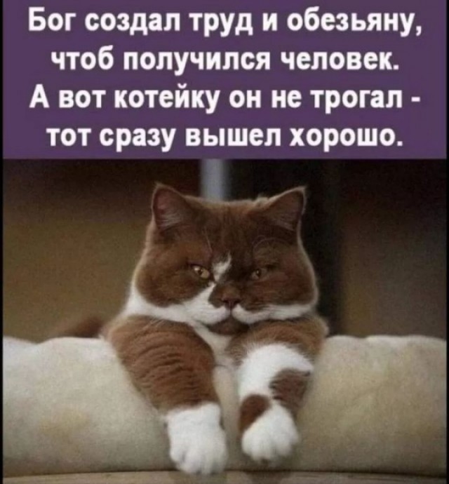 Котэ, совэ и все-все-все