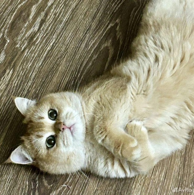 5 тысяч — и у вашей кошки будет незабываемый вечер: в Самаре появился кот-проститут
