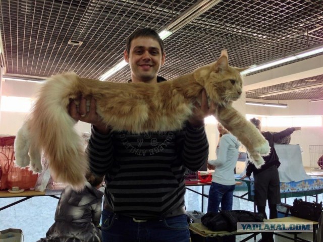 Немного о  Мейн Куне.