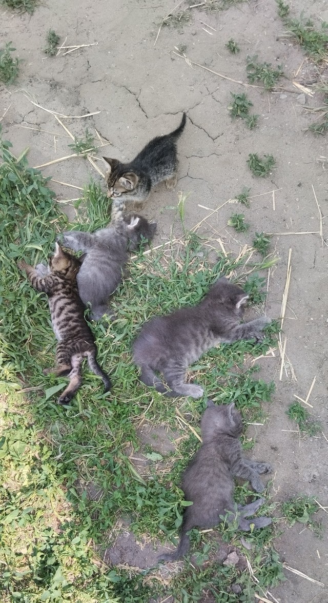 Котята познают мир