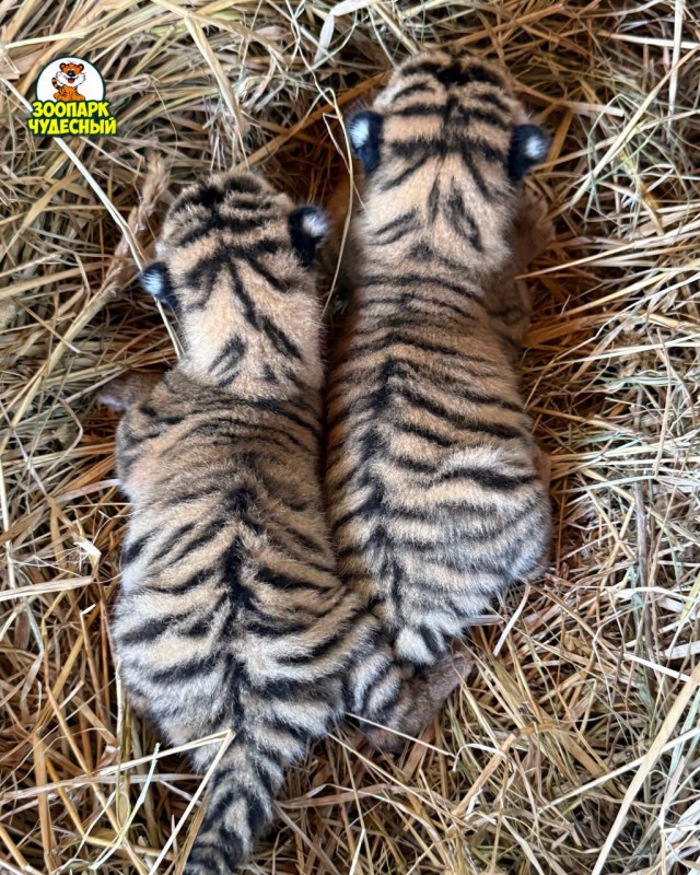 В Уссурийском зоопарке «Чудесный» впервые родились тигрята